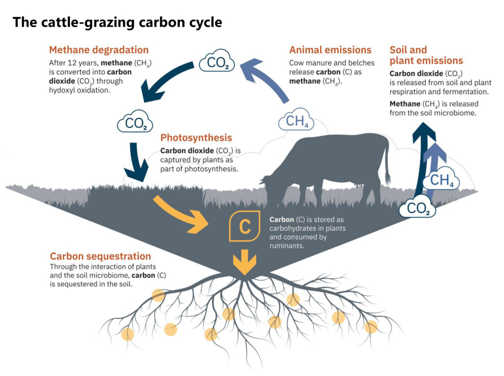 Figure 2 - Cattle Grazing Methane Carbon Dioxide Cycle