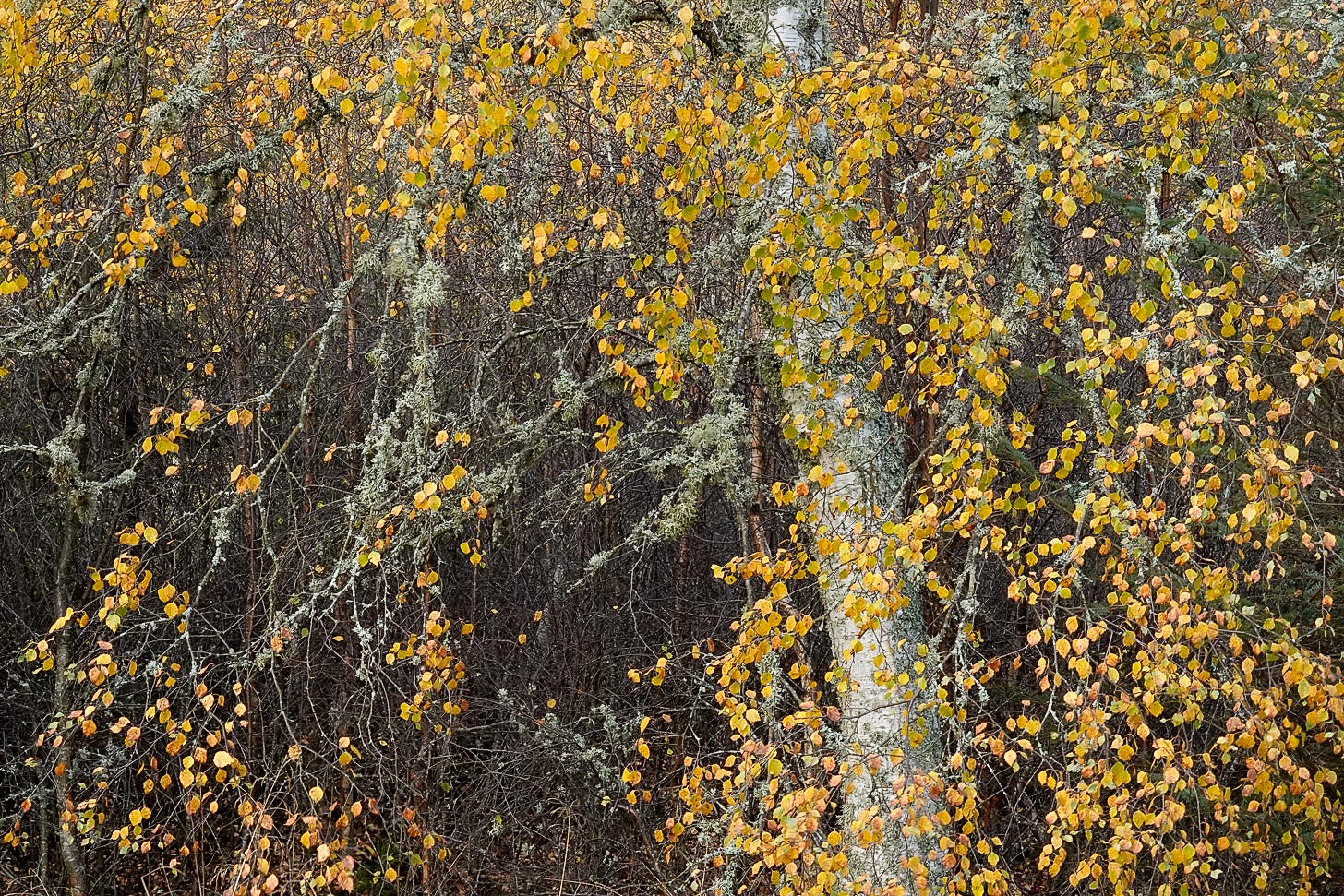 Gold leaves decorate the grey-green lichen-covered branches of silver birch (Betula pendula)