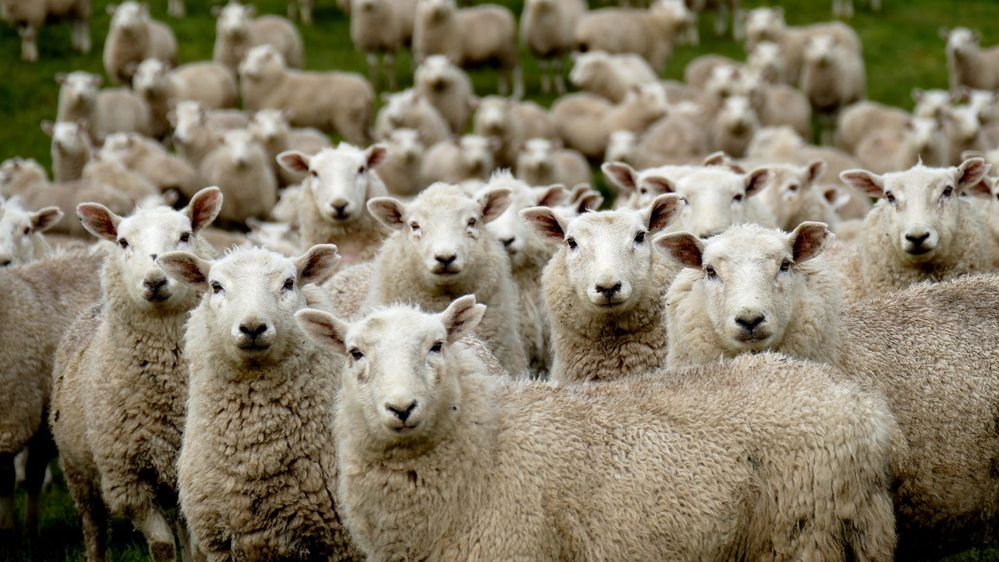 Herd of sheep