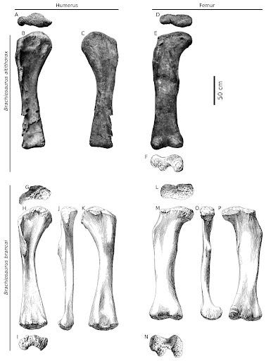 Mike Taylor - Supplementary Information on Brachiosaurus re-evaluation