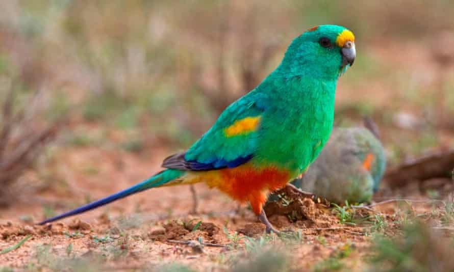 mulga parrot (Psephotus varius)