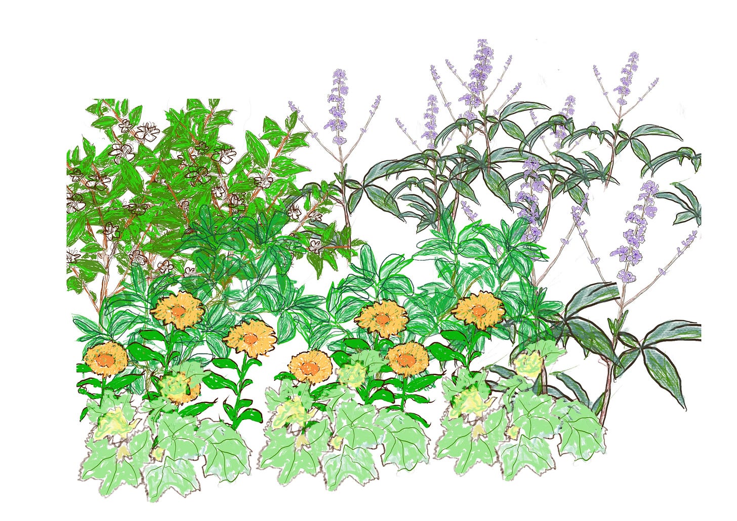 A hand-drawn sketch of herbs showing low and higher growing plants A hand-drawn sketch of herbs showing low and higher growing plants