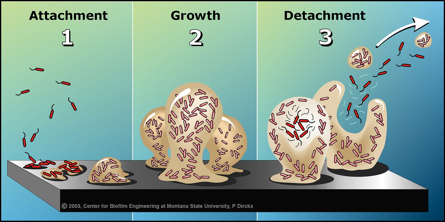 Biofilm basics: Section 1 - Center for Biofilm Engineering | Montana State University Biofilm basics: Section 1 - Center for Biofilm Engineering | Montana State University