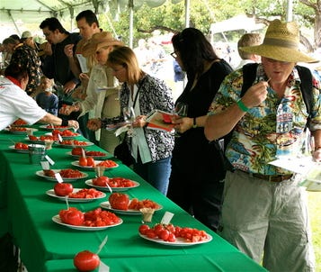 Tomato_tasting_175 Tomato_tasting_175