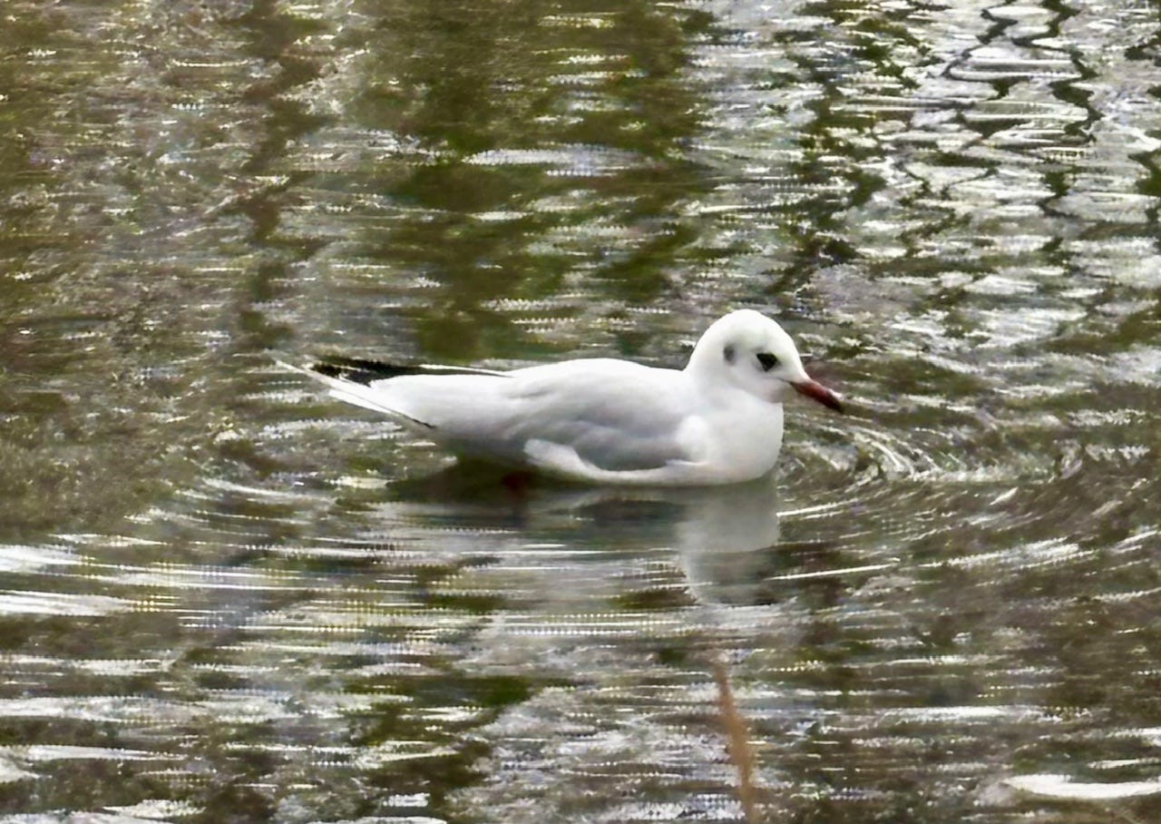 A black-headed gull sitting on the surface of the water, creating ripples in circles around it.