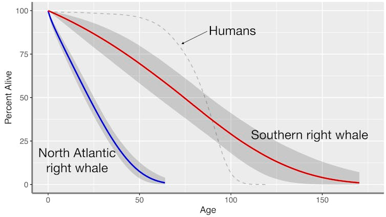 chart illustrating proportion of individuals in two whale species are alive at various ages, with comparison line for people chart illustrating proportion of individuals in two whale species are alive at various ages, with comparison line for people