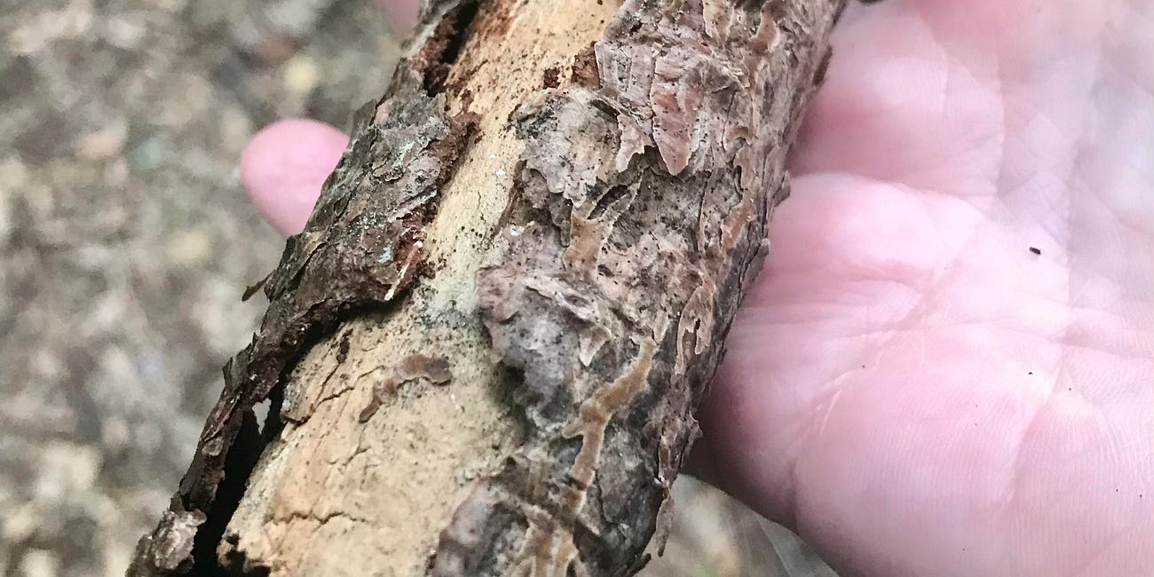Not Far from the Forest