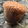 Kicking Acorns Substack