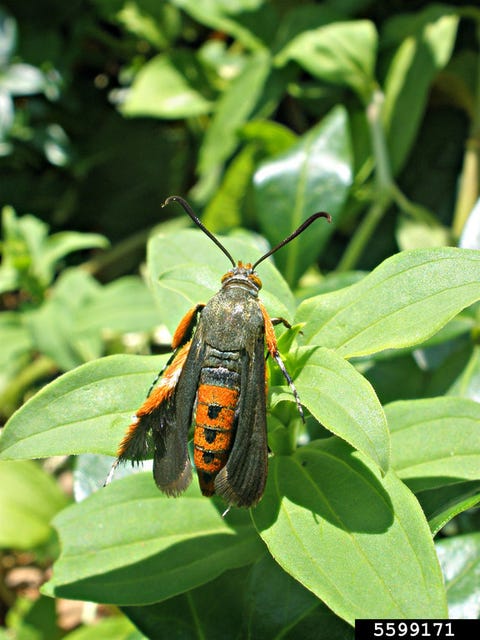 A black and orange squash vine borer adult rests on a green plant.