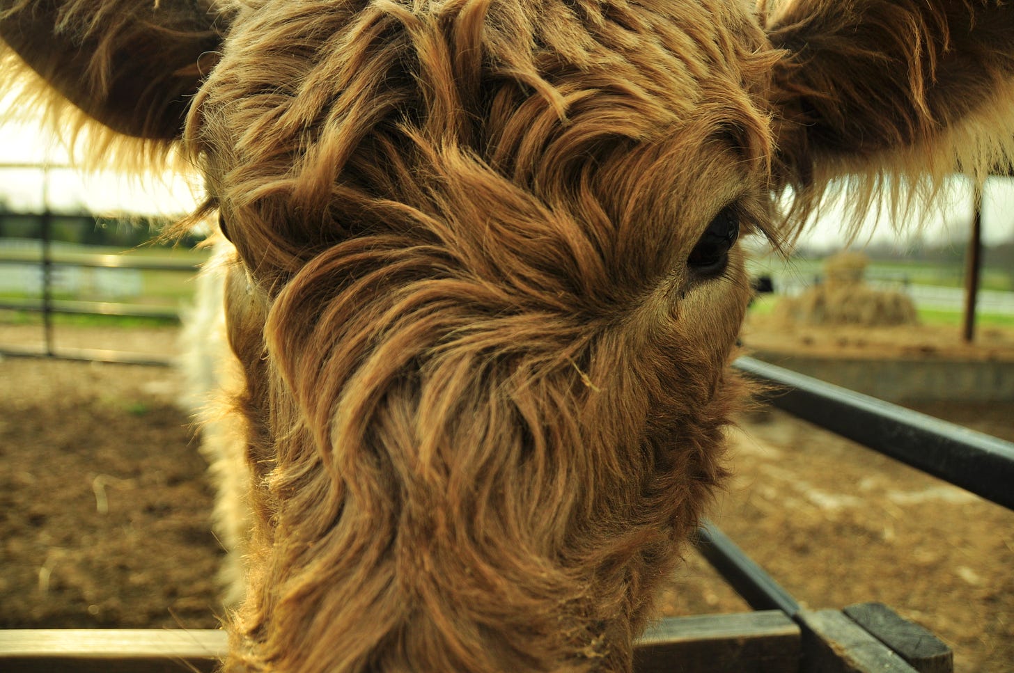 close up of a brown Belted Galloway cow's face