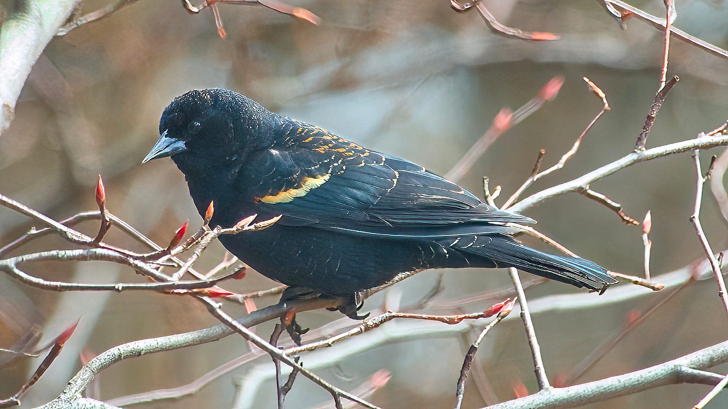 Red-winged Blackbird