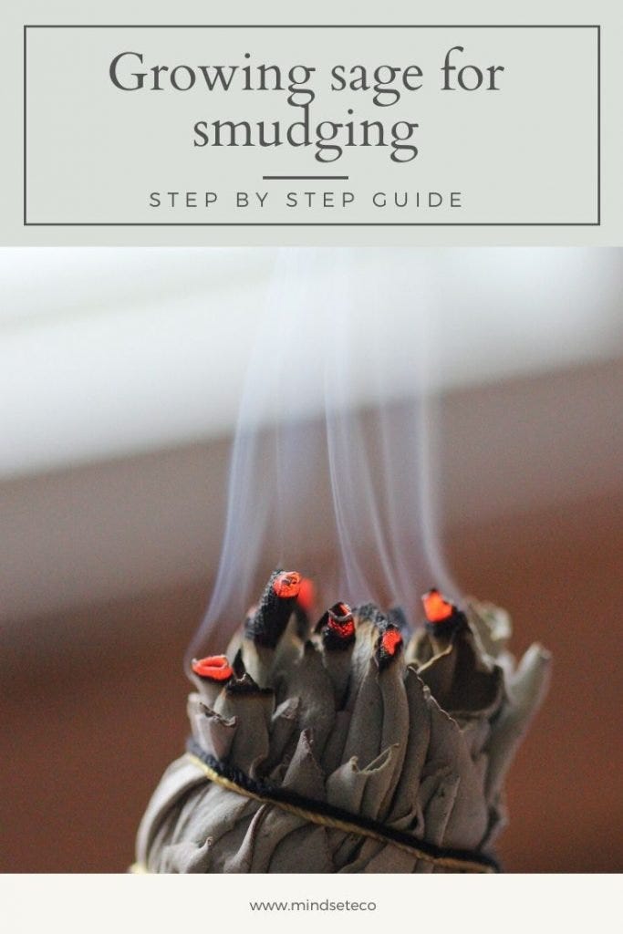 GROWING SAGE FOR SMUDGING GROWING SAGE FOR SMUDGING