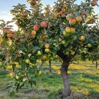 Free Apple Tree Bloom Image - Apple ...