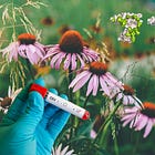 EBV, COVID-19, and Autoimmunity: Connecting the Dots