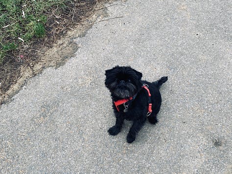 street sign, small black dog wearing red harness, and "LOOK RIGHT" painted on street crosswalk.