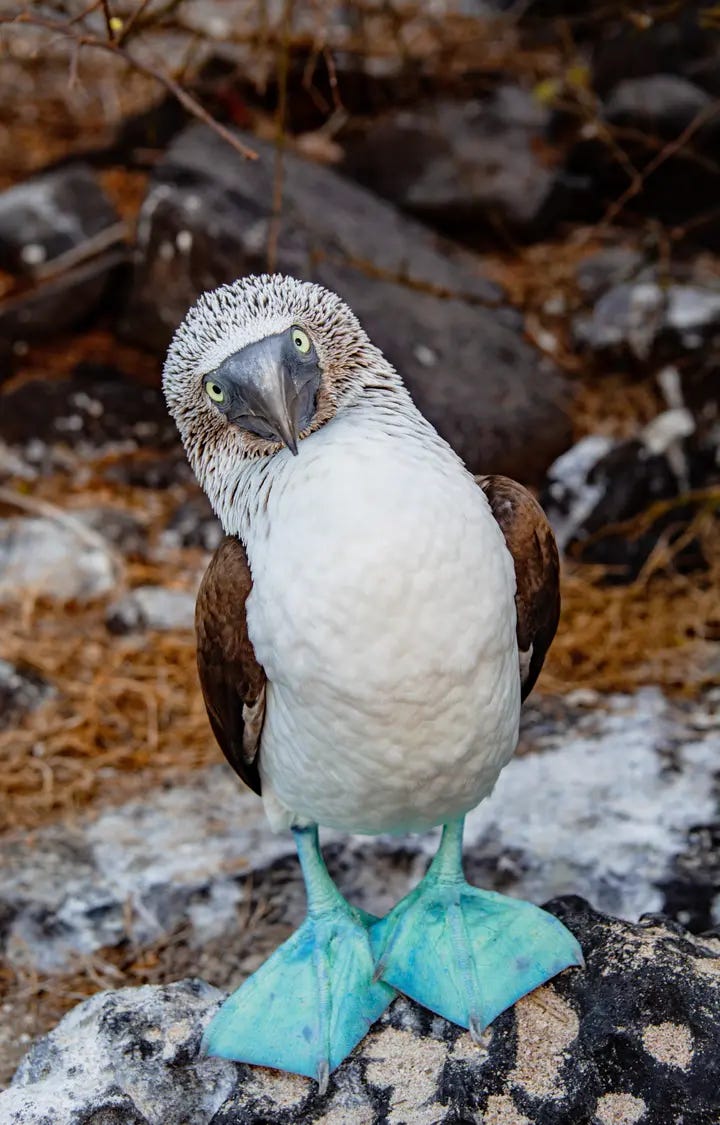 Five Fun Facts About the Blue Footed Booby | Aqua Expeditions