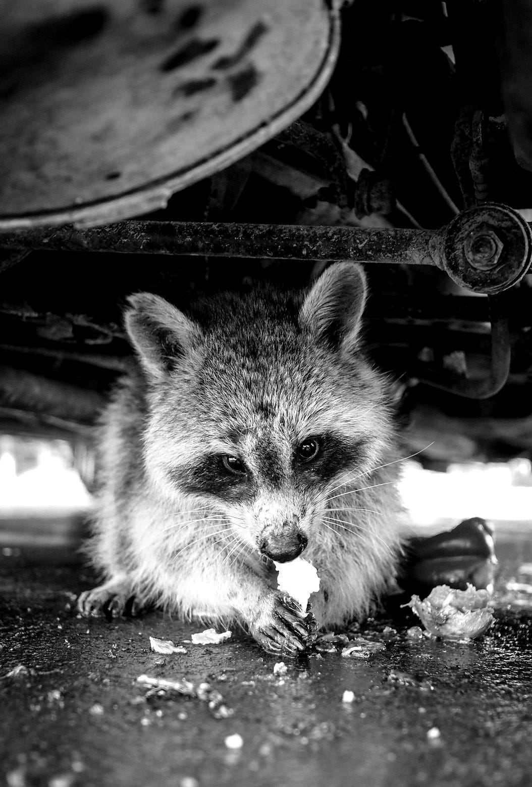 brown and white fox eating yellow fruit brown and white fox eating yellow fruit