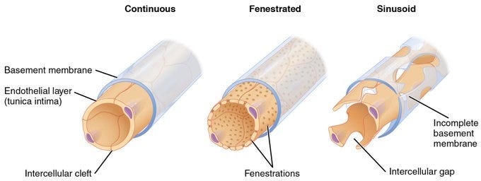 A graphic detailing how SARS-CoV-2 damages your vascular system