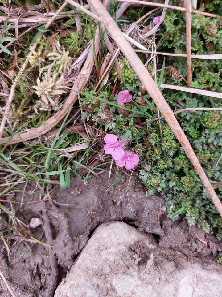 Close up pictures of tiny wildflowers and plants. One single lilac bloom in the grass, three pink blooms, some tiny ice blue blooms and some star shaped green plants