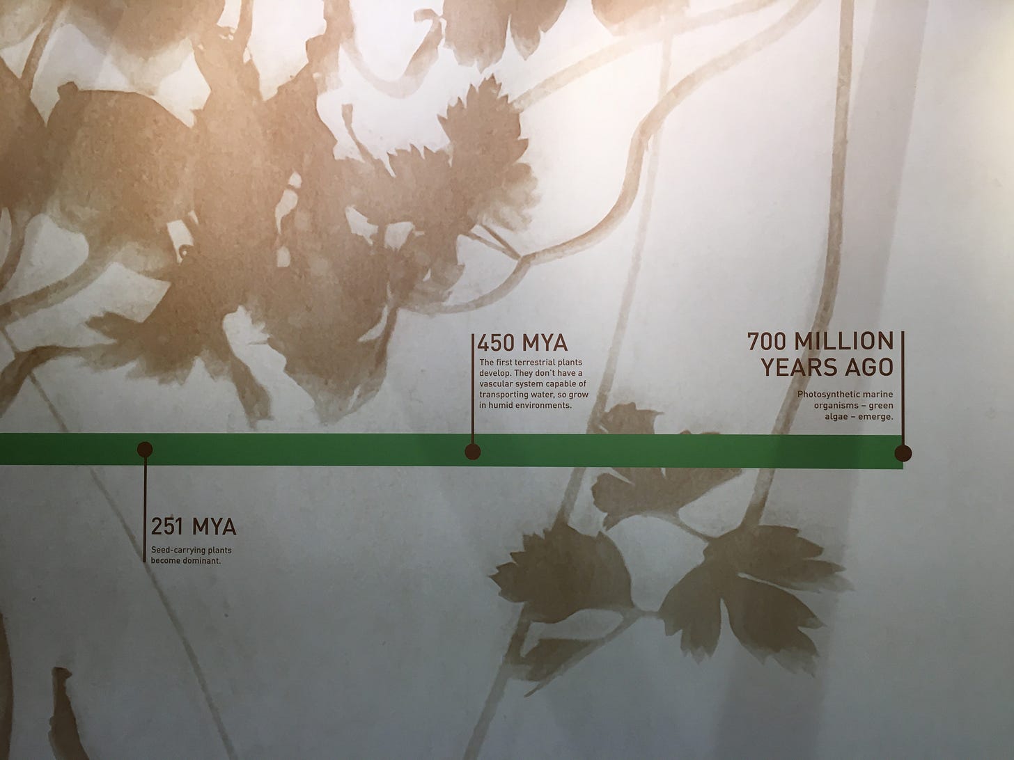 Timeline showing the emergence of plants; from 251 MYA with seed-carrying plants becoming dominant, to 700 million years ago when photosynthetic marine organisms emerged. Timeline showing the emergence of plants; from 251 MYA with seed-carrying plants becoming dominant, to 700 million years ago when photosynthetic marine organisms emerged.