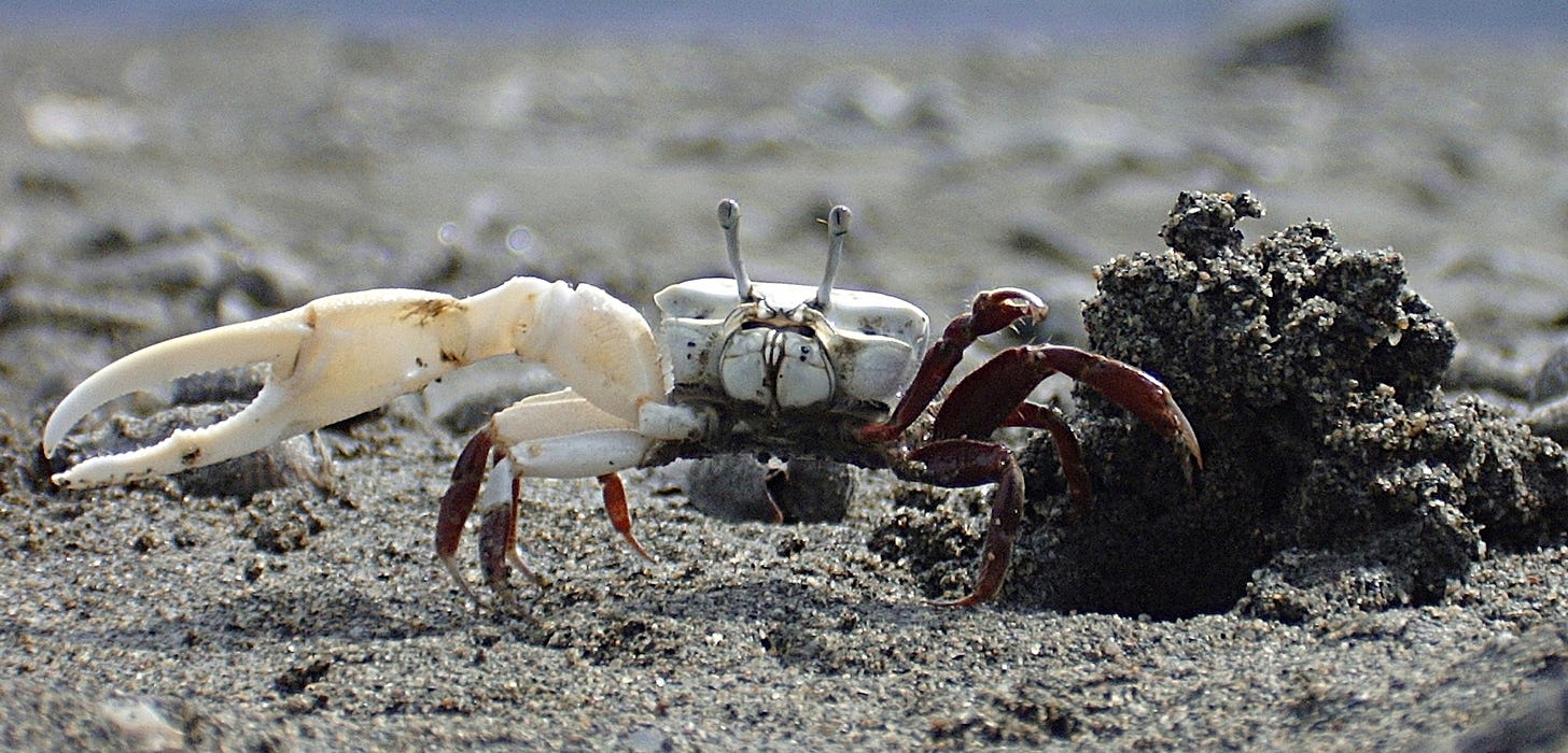 The Confusing Social Lives of Fiddler Crabs | Hakai Magazine