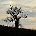 Capturing tree silhouettes with a phone