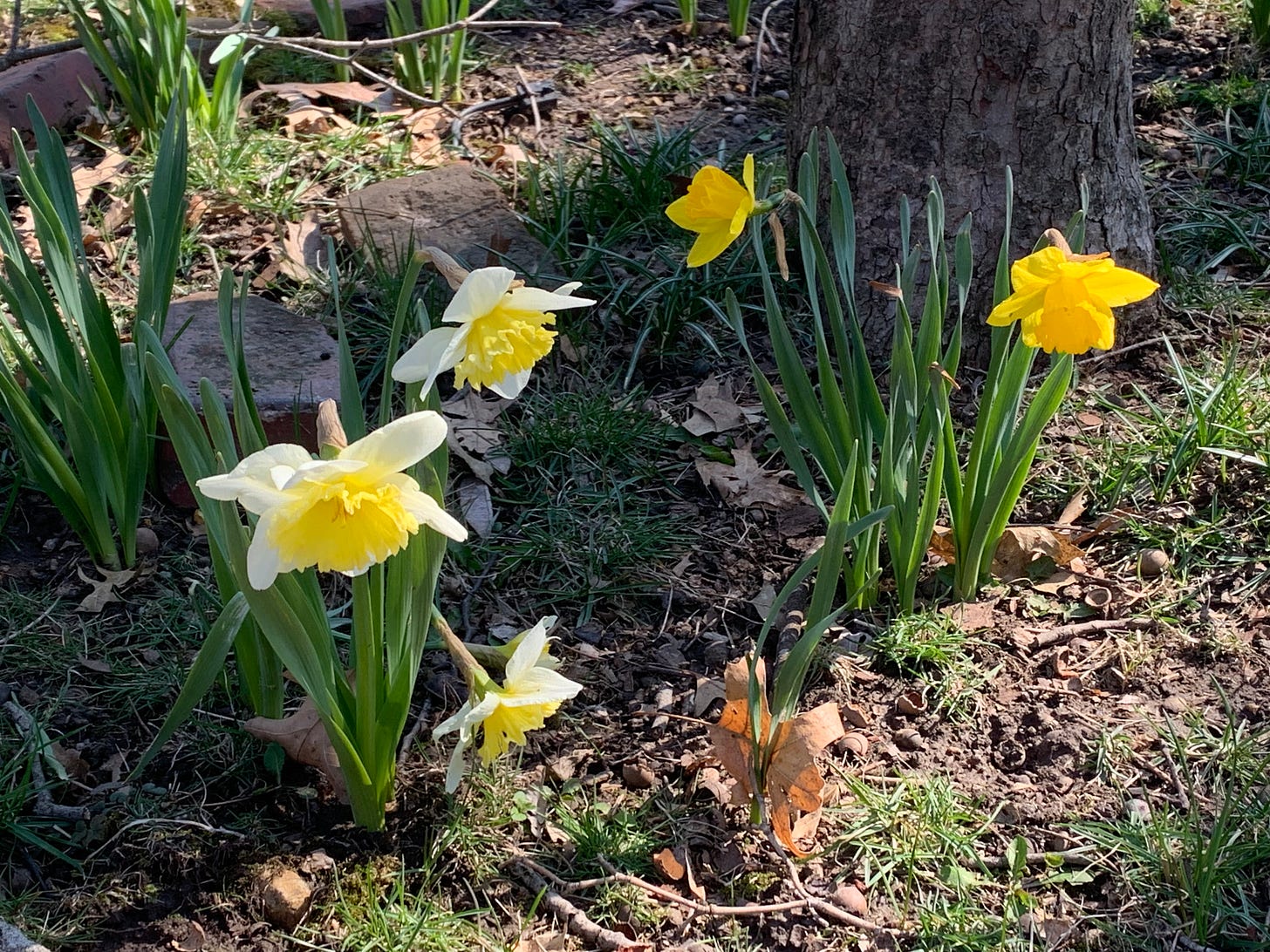 4 daffodils in bloom, 1 falling. They are bright although in the shadow of a tree.
