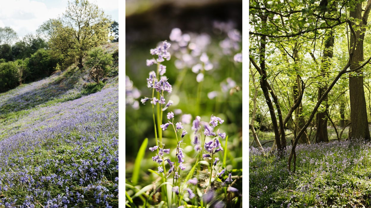 Woodlands blanketed in bluebells