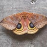 EARTH MOTH