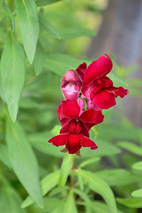 various snapdragon flowers