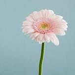 Soulful Reflections Newsletter