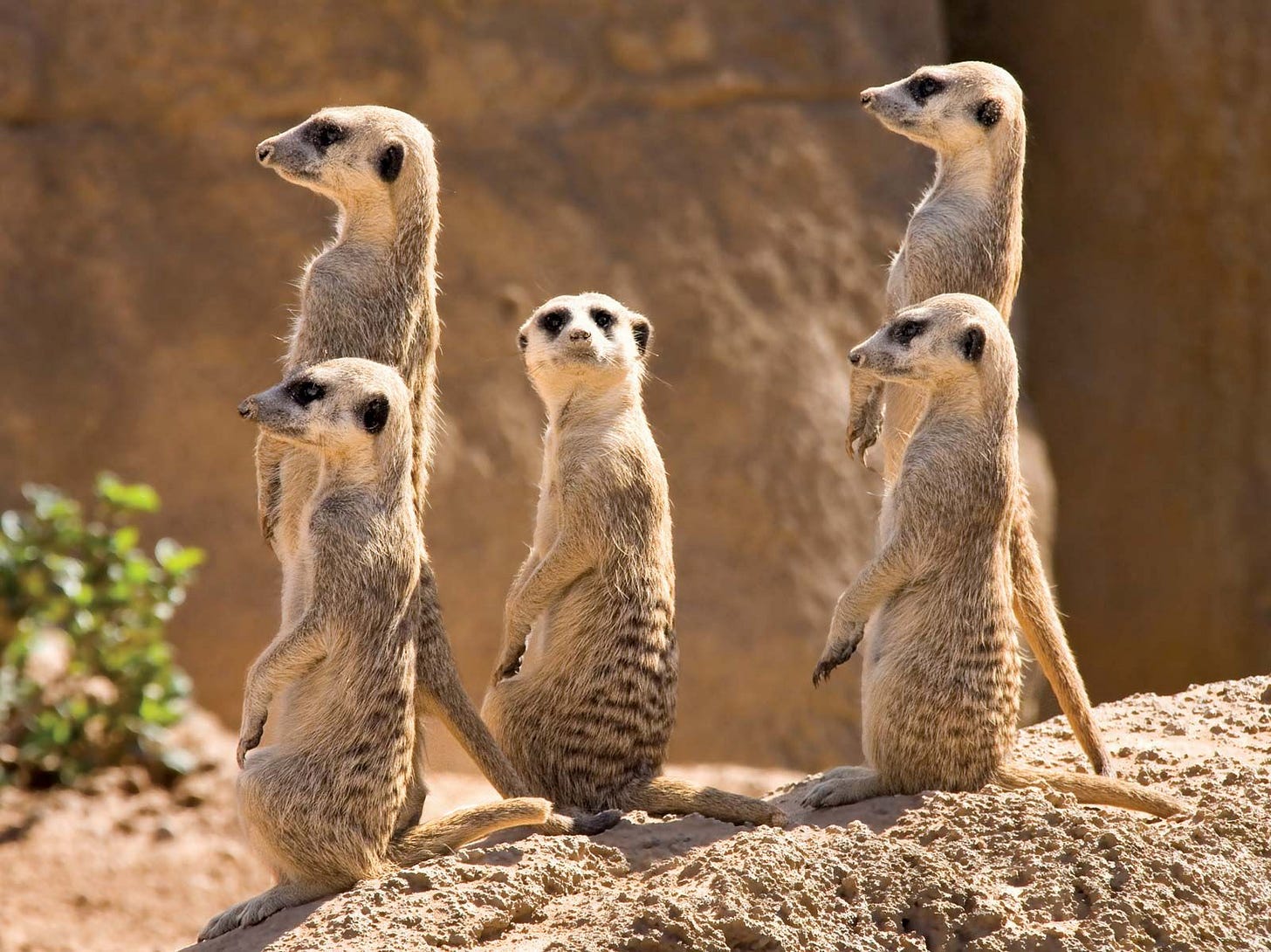 Meerkat | Characteristics, Habitat, Diet, Behavior, & Facts | Britannica