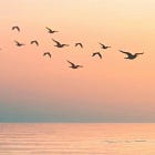 Η Ενηλικίωση της Ανθρωπότητας