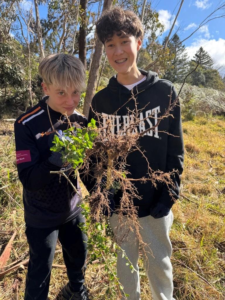 Two  students with one of the 250 privets the group removed.