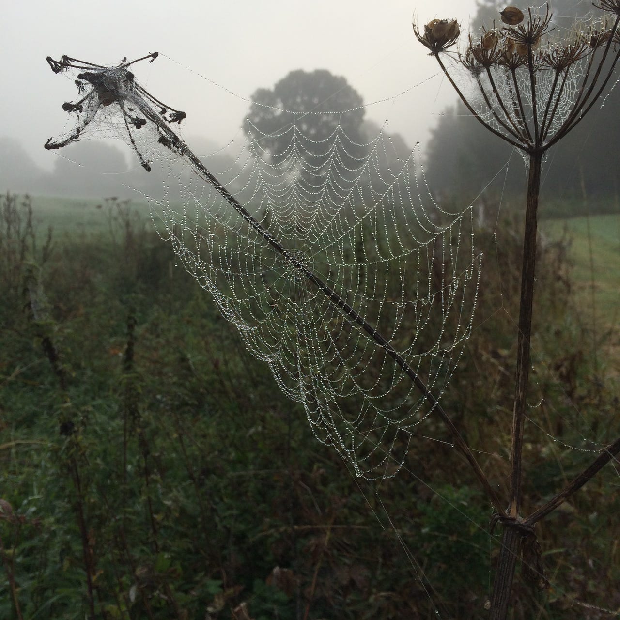 Practising disobedience