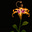 Avatar de Clara Lira