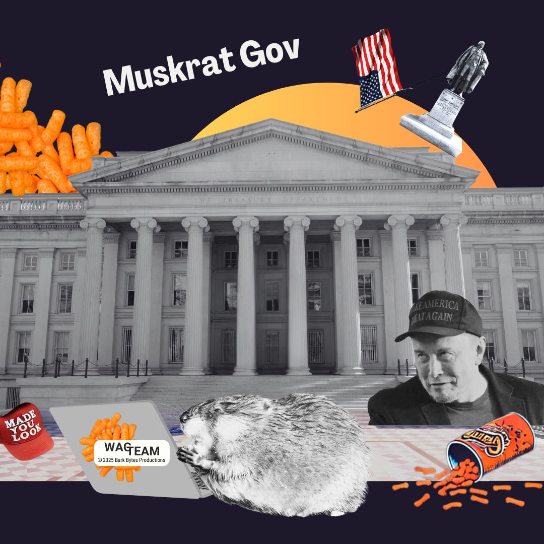 A satirical collage featuring the Treasury building, scattered Cheetos, and a muskrat, because sometimes metaphors become reality.