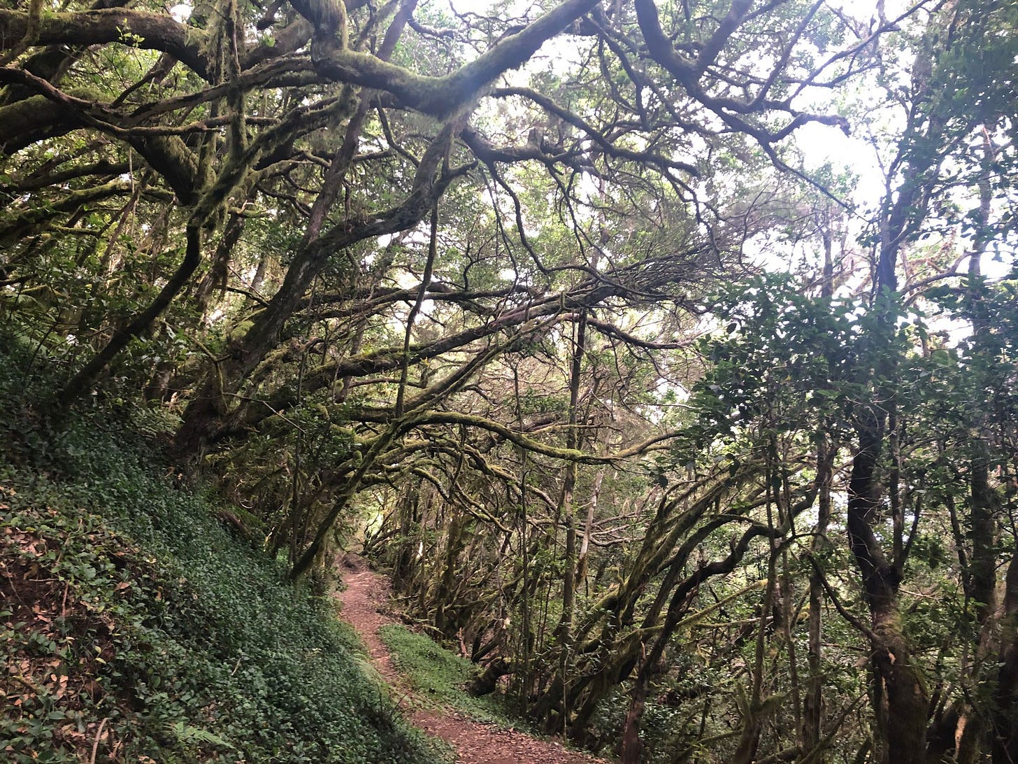 The fragile forests of La Gomera