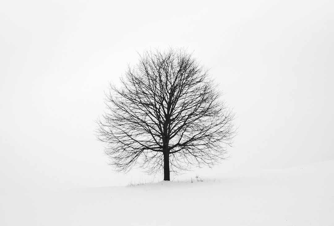 photography of tree