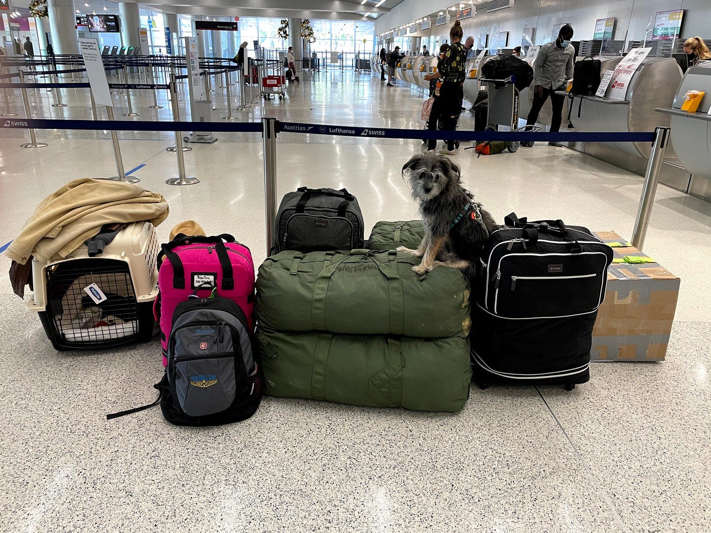 Dog sitting on suitcases