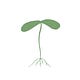 Sprout