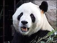 pandahug pandahug