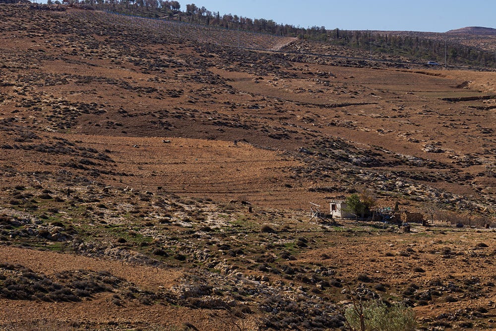 A settler youth shepherds sheep from the illegal outpost of Havat Shorashim after trespassing on private Palestinian land. (E. A. Halevi / Jacobin) A settler youth shepherds sheep from the illegal outpost of Havat Shorashim after trespassing on private Palestinian land. (E. A. Halevi / Jacobin)
