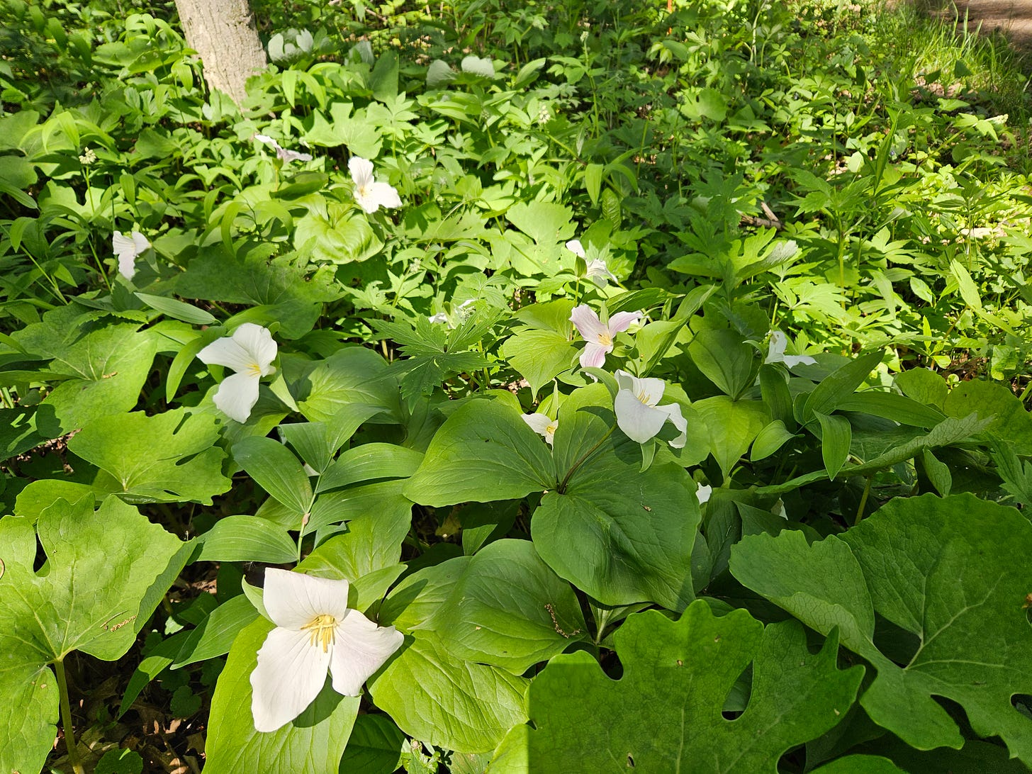 Large flowers of three white petals grow from broad, green, tri-leaf plants in a cluster on the forest floor.