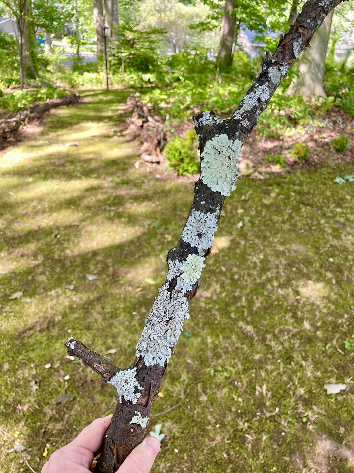 We have quite a lot of branches and sticks that fall from our old oaks and beech, and many of them have years of growth on them by lichen, moss and fungi. It is so nice to find a place to keep these on site so that those organisms can remain here in the Woodland garden.