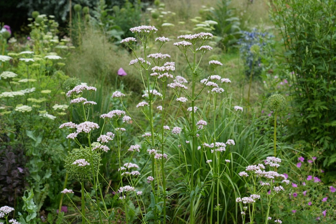 Valeriana officinalis | wild valerian Valeriana officinalis | wild valerian