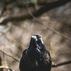 Beach Story Writing Dog Dad