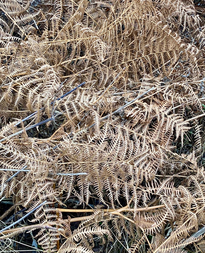 Winter landscapes: dried skeletal ferns and cow parsley in shades of green and brown