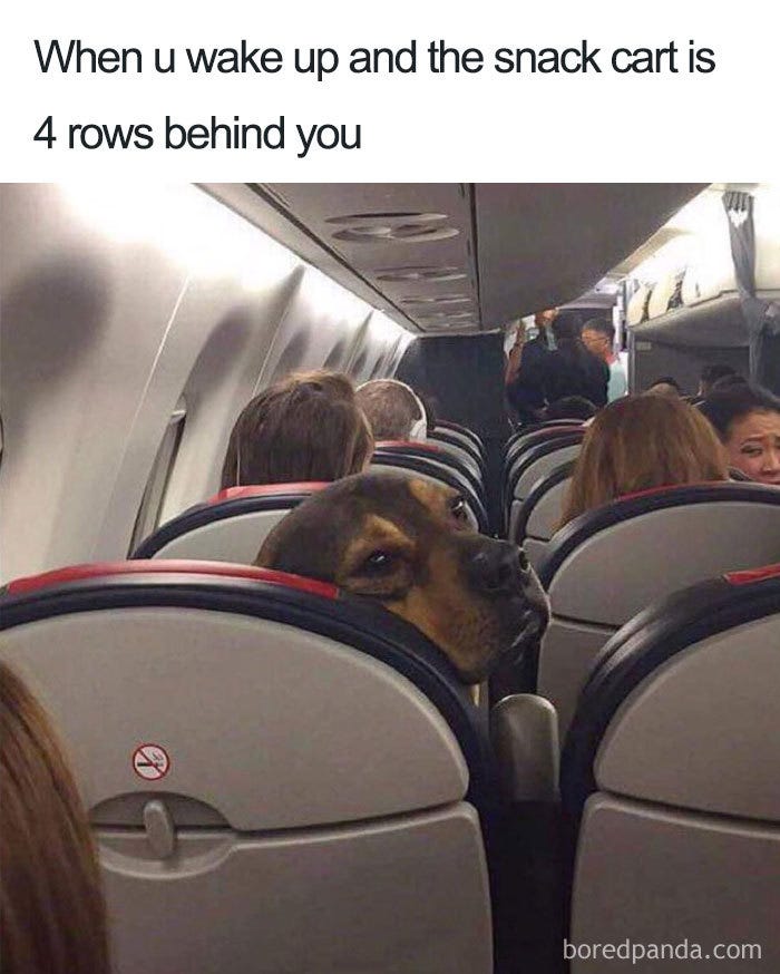 Dog in airplane seat with funny expression, caption about snack cart. Travel meme humor for travelers. Dog in airplane seat with funny expression, caption about snack cart. Travel meme humor for travelers.