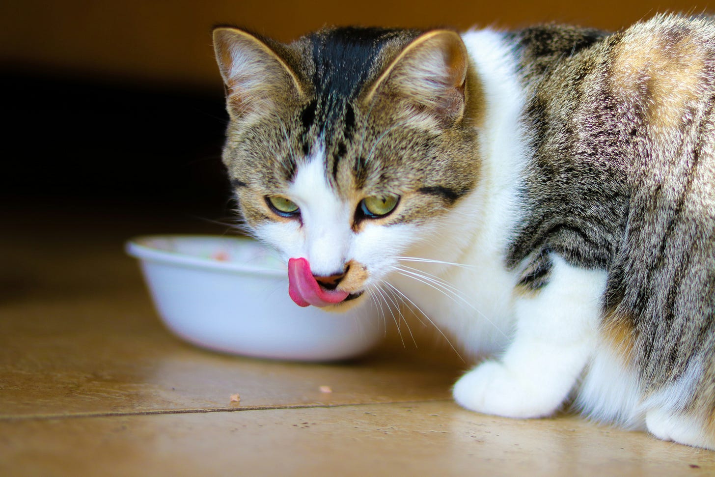 cat eating wet food image